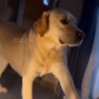 ぼんちゃんに起こされて1日がスタート