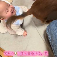 実家のワンコの洗礼を受ける赤ちゃん⑩
