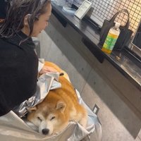 お膝の上に柴犬さんが…！