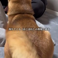 飼い主が持っているおやつを見て、しっぽが動く犬