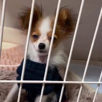 ピナちゃんはヒーロー