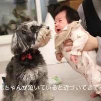 泣いたら様子を見にきてくれるジジちゃん