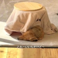 わんこ用のこたつを導入♪