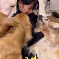 座る女の子に激しくアピールしまくる2頭のゴールデンレトリバー