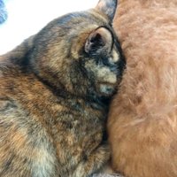 犬吸いしています（笑）