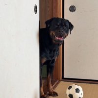 おもちゃを中へ転がす大型犬