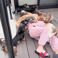 犬にもみくちゃにされる女の子