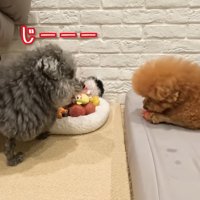 ゆずくんがぽん太くんをじーっ