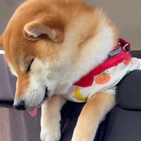 爆睡のむぎさん
