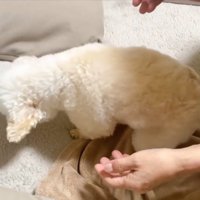 一度は