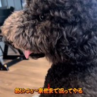 お母さんに撫でられながら不服そうな顔をする犬