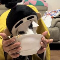 器の中を舐め続ける犬