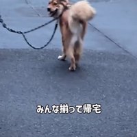 振り返る犬2