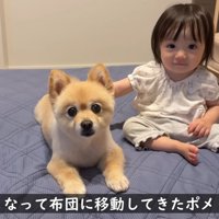 お布団でくつろぐポメくん