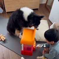 パンを狙うレアちゃん