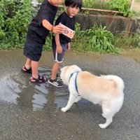 水たまりで遊ぶスズちゃんたち3