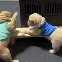 前足を振り上げる子犬