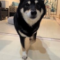 仮病を使うもずくちゃん2