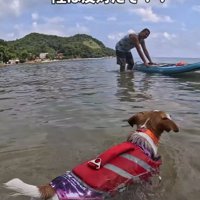 海を泳ぐジャックラッセルテリア