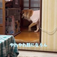 廊下の奥に向かう犬