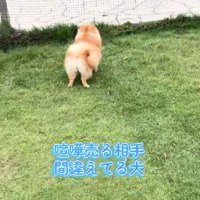 大きな声で鳴き始めた