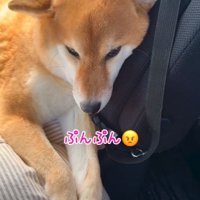 拗ねる柴犬