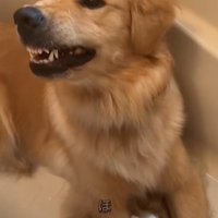 歯をむく大型犬