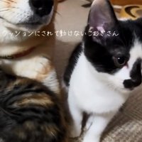 近寄ってきた子猫