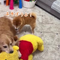 「おもちゃもあるよ…」