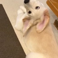 耳が動くWILLくん