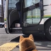 開いたバスの扉を見つめる犬