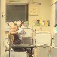 お姉さんに飛びかかるイタグレ