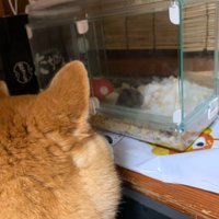 一緒に暮らすハムスター！！