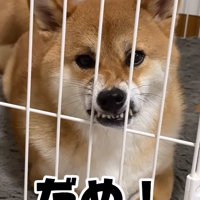 抗議を続ける柴犬