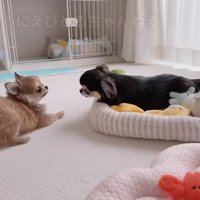 えびちゃんが威嚇！！