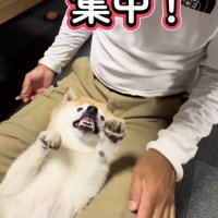 歯を見せて怒る犬