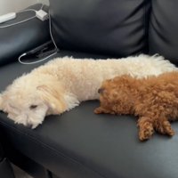 寝る2匹の犬