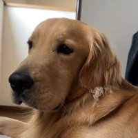 飼い主のそばに寄り添う犬