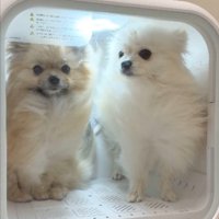 ポメ