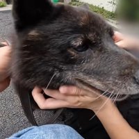 幸せそうなお顔