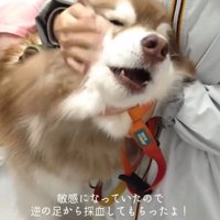 何度も鳴くコスモくん