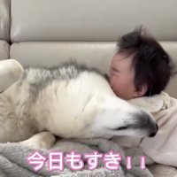 赤ちゃんに顔を寄せる犬