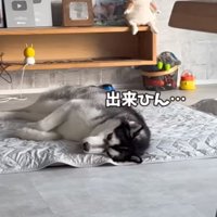 ヘソ天ができないおこめくん