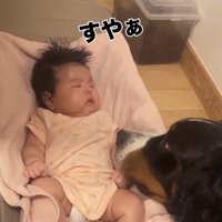 眠った赤ちゃんを見守る犬