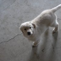 「寂しいよ…。私もそっちに行きたい！」