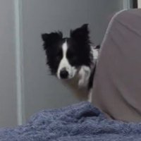 寝室に入ってくる白黒模様の犬