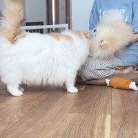 ポテチくんを抱っこしてナデナデ