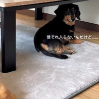 大きくて入れないハルちゃん