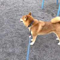 自分のことのようにしょんぼり