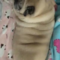 ちぎりパン化することも♡
